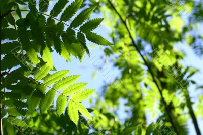 incredible green leaf foliage