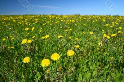 dandelion landscape