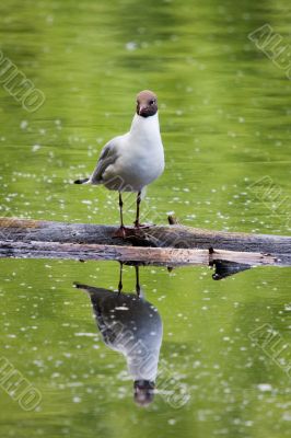 seagull and its reflection