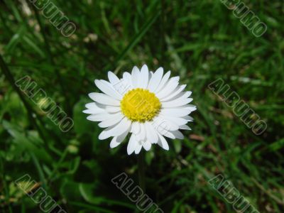 flower yellwo white small