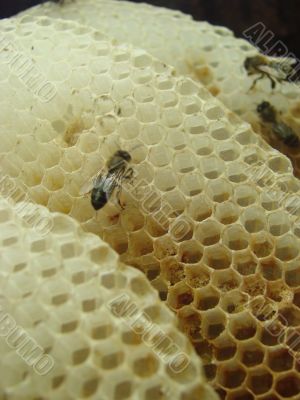 macro bee honey comb