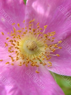 macro shot pink flower