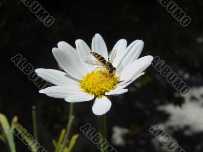 insect on yellow white flower