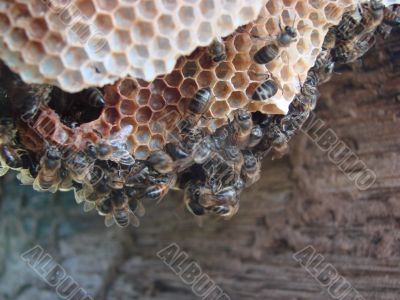 bees on honeycomb