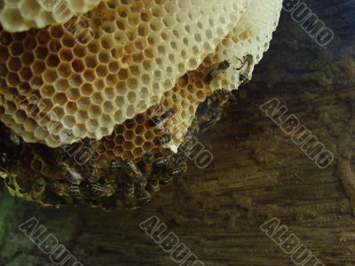 bees honeycomb