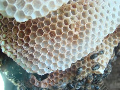 bees on honeycomb macro bees on honeycomb macro