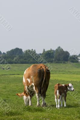 Cow and calf