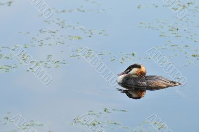 great Crested Grebe