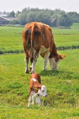 cow with calf