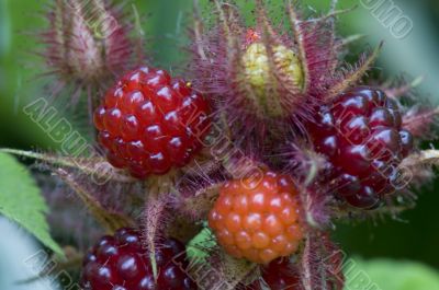 raspberry bush in the garden