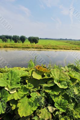 Agriculture landscape