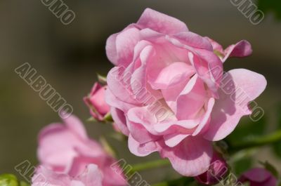 Pink rose Pink rose