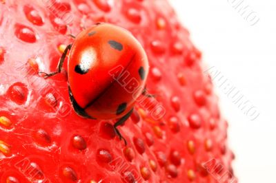 ladybug gourmet