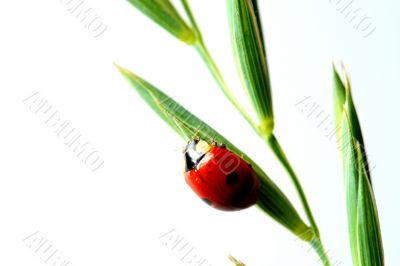 ladybug on grass