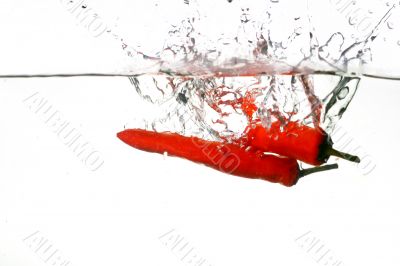 chili pepper cook