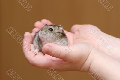 Hamster in child`s hands