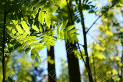 incredible green leaf foliage