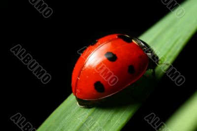 ladybug on grass