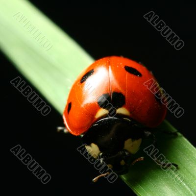 ladybug on grass