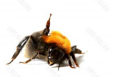 dance bumble bee