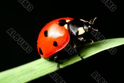 ladybug on grass