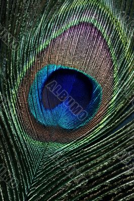 peacock eye