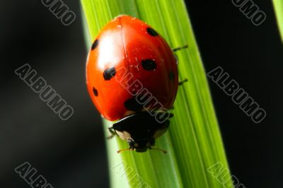 ladybug on grass