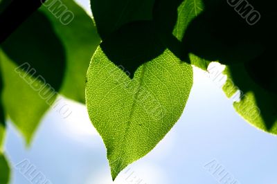 green foliage