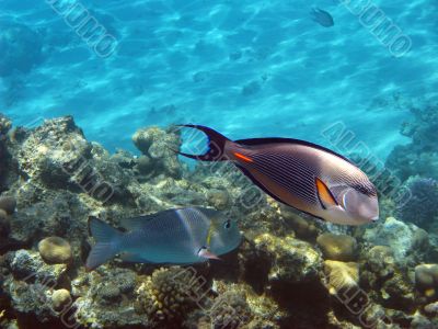 Sohal surgeonfish