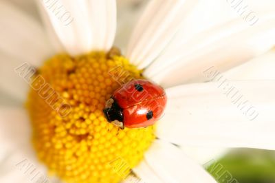 ladybug on camomile