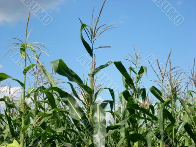 corn field and sky scenery