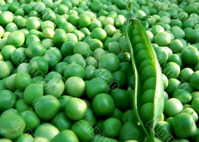 green pea