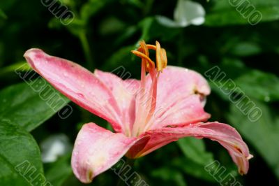 Pink Lilly