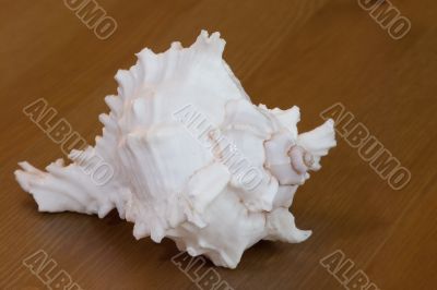 Clam-shell on the wooden background