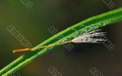 The petal of a dandelion is covered by dew