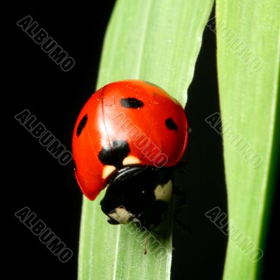 ladybug on grass