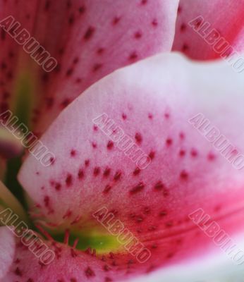 pink petal close up