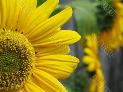 a bright and yellow sunflower