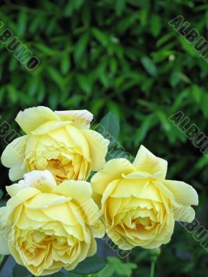 yellow roses