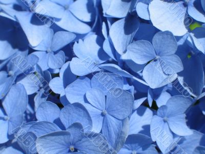 blue hydrangea