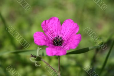 Purple Poppy