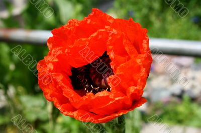 Poppy