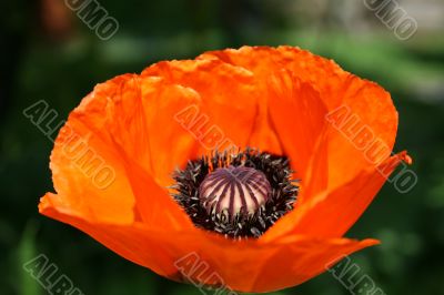 Poppy flower