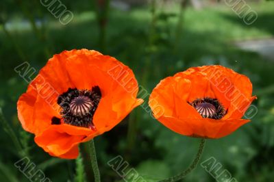 Poppy flowers