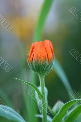 Calendula