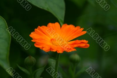 Orange marigold