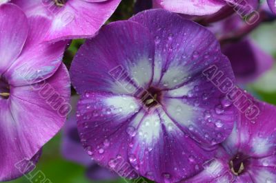 Phlox