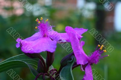 Spiderwort