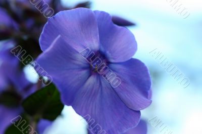 Blue phlox