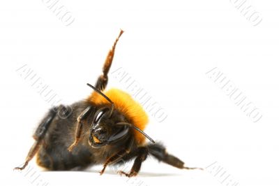 dance bumble bee